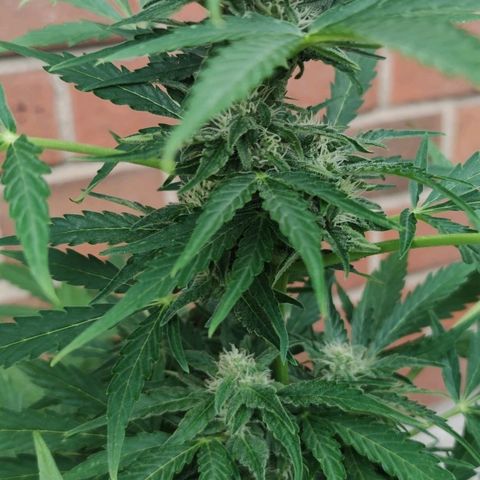 Easy Bud (Automatic) growlog timeline photo