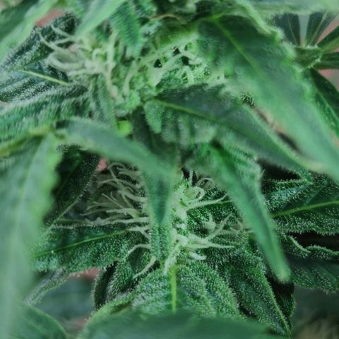 Easy Bud (Automatic) growlog timeline photo