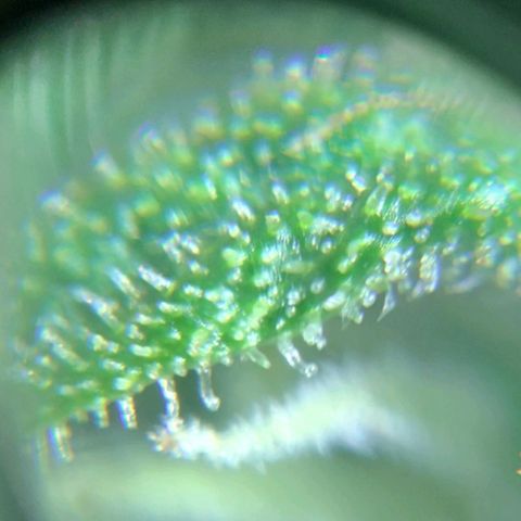Easy Bud (Automatic) growlog timeline photo