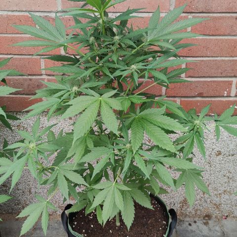 Black Orchid Auto growlog timeline photo