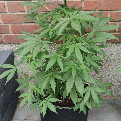 Auto Fat Blueberry  growlog timeline photo