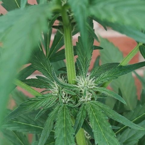Black Orchid Auto growlog timeline photo