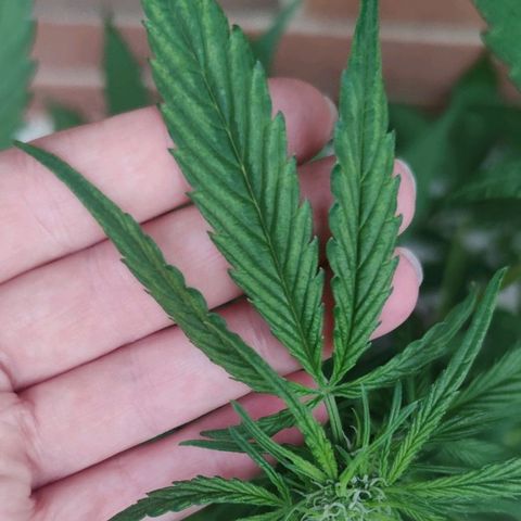 Auto Fat Blueberry  growlog timeline photo