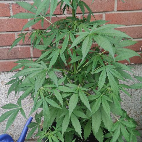 Auto Fat Blueberry  growlog timeline photo