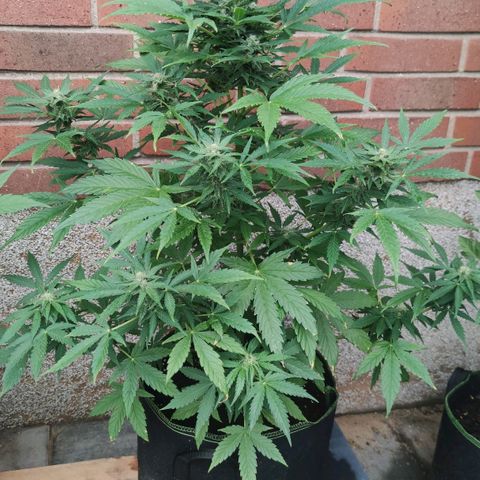 Easy Bud (Automatic) growlog timeline photo