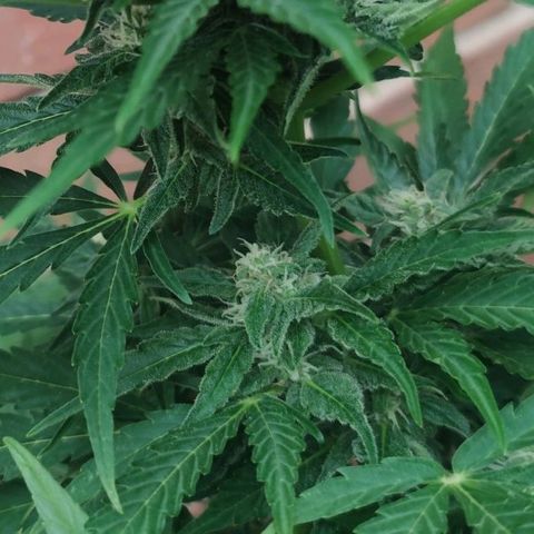 Easy Bud (Automatic) growlog timeline photo
