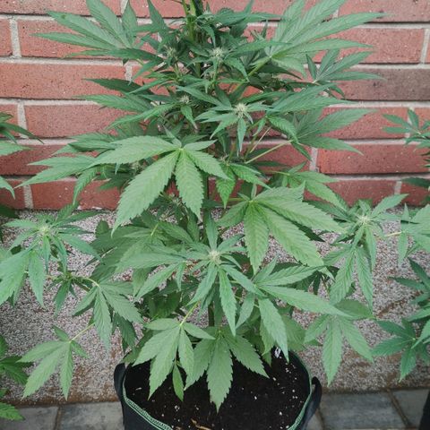 Black Orchid Auto growlog timeline photo