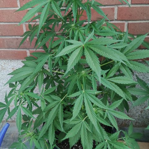 Auto Fat Blueberry  growlog timeline photo