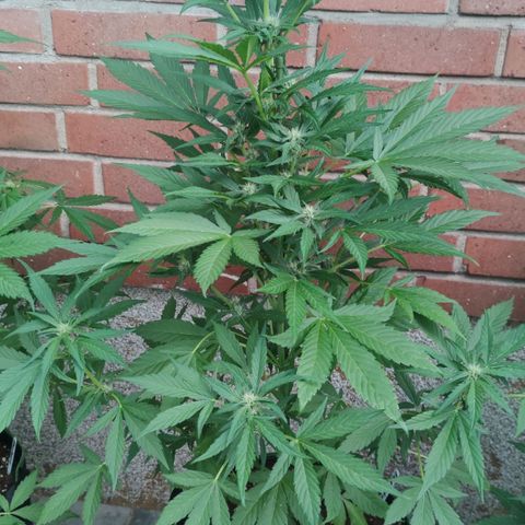 Black Orchid Auto growlog timeline photo