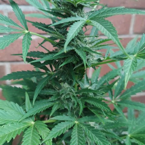 Easy Bud (Automatic) growlog timeline photo