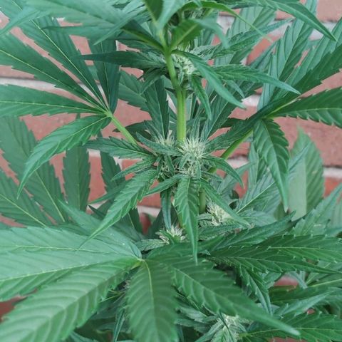Black Orchid Auto growlog timeline photo