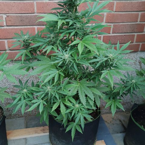 Easy Bud (Automatic) growlog timeline photo