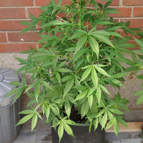 Auto Fat Blueberry  growlog timeline photo