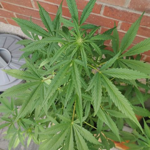 Auto Fat Blueberry  growlog timeline photo