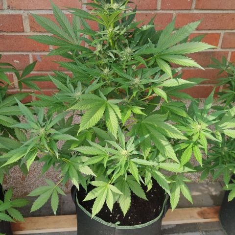 Black Orchid Auto growlog timeline photo