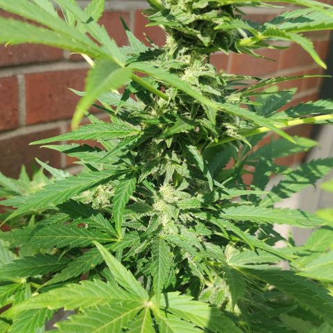 Easy Bud (Automatic) growlog timeline photo