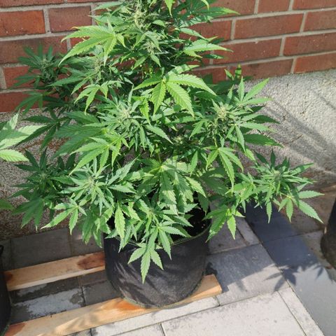 Easy Bud (Automatic) growlog timeline photo