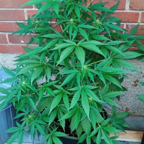 Auto Fat Blueberry  growlog timeline photo