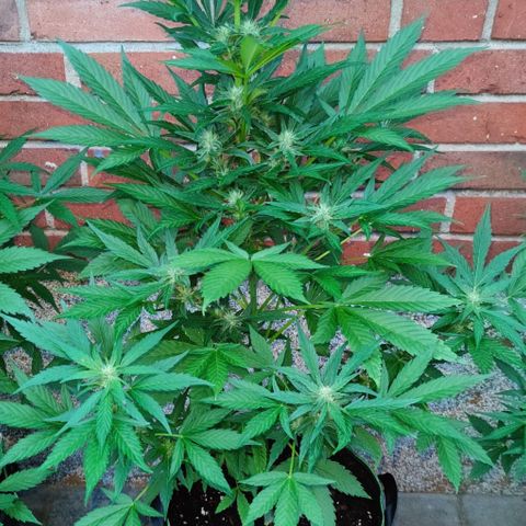 Black Orchid Auto growlog timeline photo