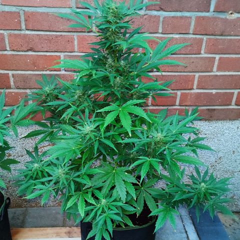 Easy Bud (Automatic) growlog timeline photo