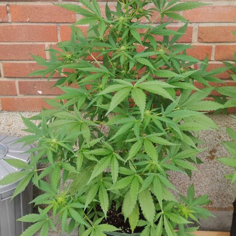 Auto Fat Blueberry  growlog timeline photo