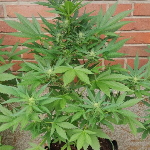 Black Orchid Auto growlog timeline photo