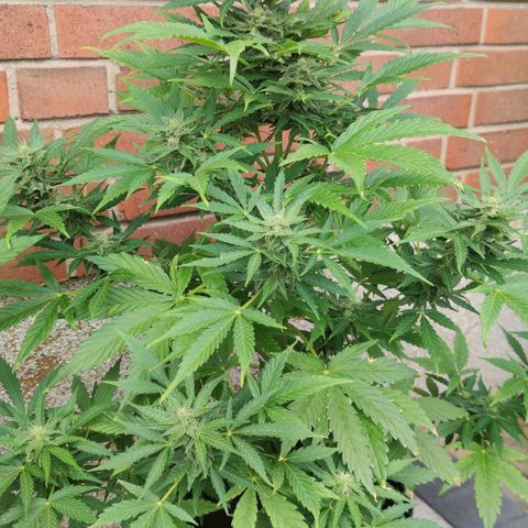 Easy Bud (Automatic) growlog timeline photo