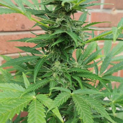 Easy Bud (Automatic) growlog timeline photo