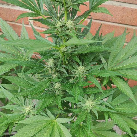 Black Orchid Auto growlog timeline photo