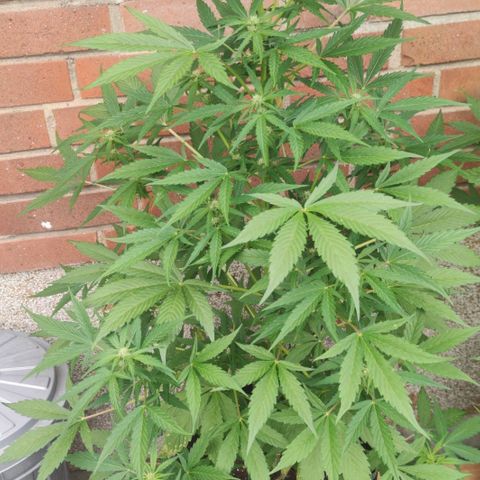 Auto Fat Blueberry  growlog timeline photo