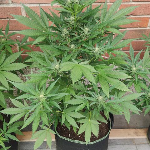 Black Orchid Auto growlog timeline photo