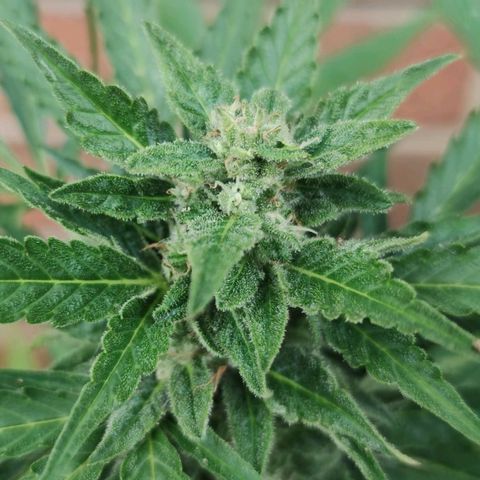 Easy Bud (Automatic) growlog timeline photo