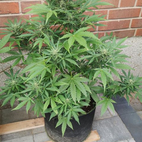Easy Bud (Automatic) growlog timeline photo