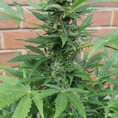 Easy Bud (Automatic) growlog timeline photo