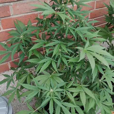 Auto Fat Blueberry  growlog timeline photo