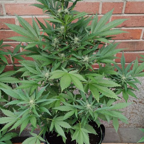Black Orchid Auto growlog timeline photo