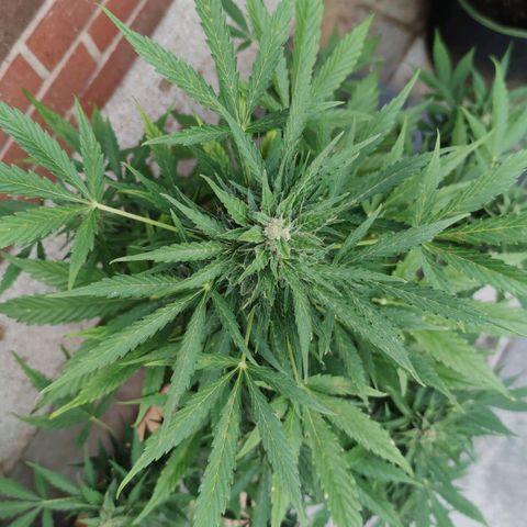 Easy Bud (Automatic) growlog photo: Blätter werden zunehmend gelb