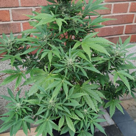 Easy Bud (Automatic) growlog photo: Blätter werden zunehmend gelb