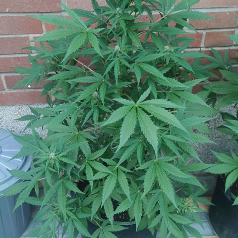 Auto Fat Blueberry  growlog timeline photo