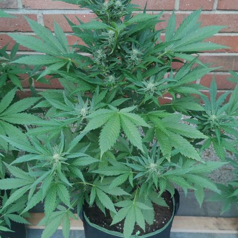 Black Orchid Auto growlog timeline photo