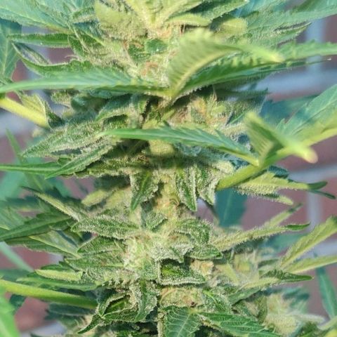 Easy Bud (Automatic) growlog timeline photo