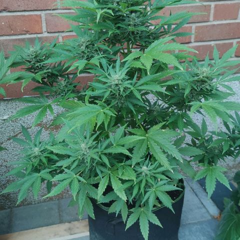 Easy Bud (Automatic) growlog timeline photo
