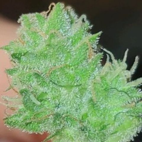 Easy Bud (Automatic) growlog timeline photo