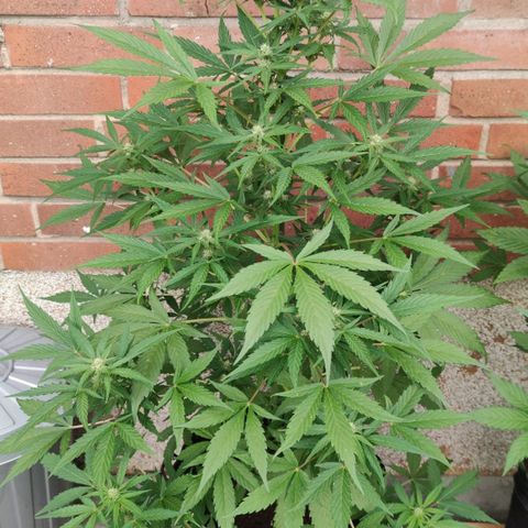 Auto Fat Blueberry  growlog timeline photo