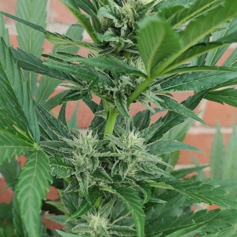 Black Orchid Auto growlog timeline photo