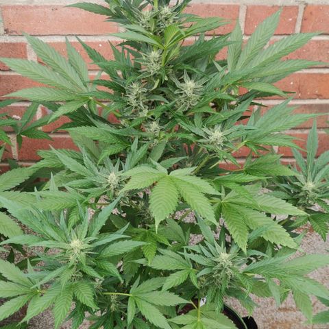 Black Orchid Auto growlog timeline photo