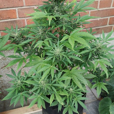 Easy Bud (Automatic) growlog timeline photo
