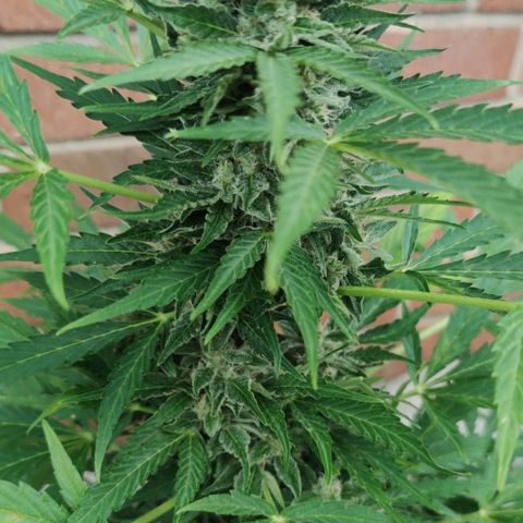 Easy Bud (Automatic) growlog timeline photo