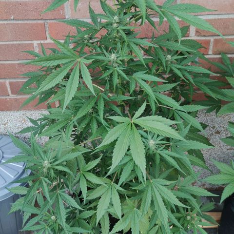 Auto Fat Blueberry  growlog timeline photo