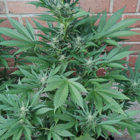 Black Orchid Auto growlog timeline photo